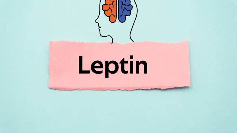 Leptin – hormonet som styr din hunger och din vikt